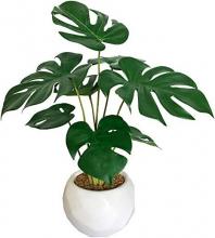 Monstera Deliciosa