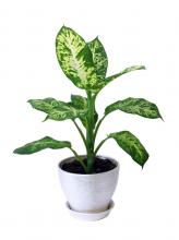 Dieffenbachia Plant