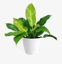 Philodendron Imperial Green