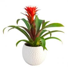 Guzmania Plant