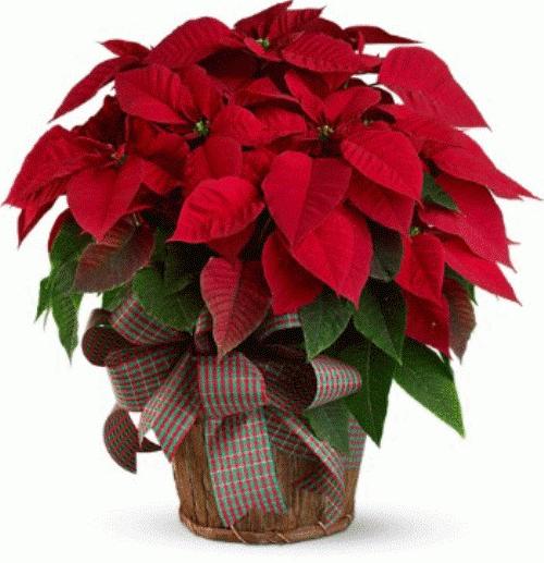 Twin Red Poinsettia Plant product314