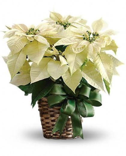 Potted White Poinsettia Plant (large size) product319